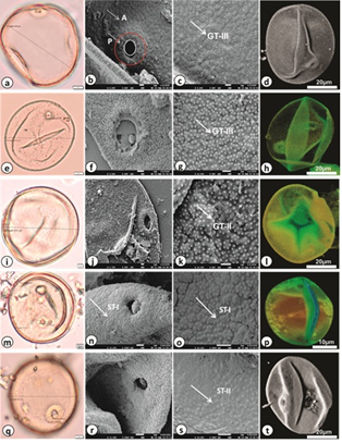 Pollen micro-morphology